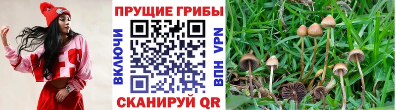 где найти   Разумное  Псилоцибиновые грибы Magic Shrooms 